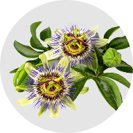 Passionflower